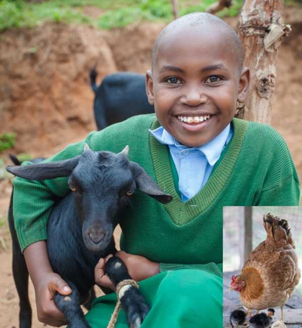 Goat + 2 chickens combo